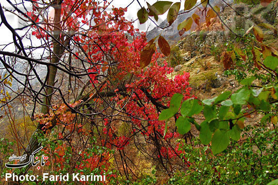 تصویر/جلوه‌ای از پاییز در کردستان(4)
