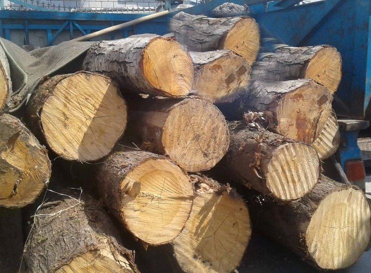 بیش از ۳۰ تن چوب قاچاق در کامیاران کشف شد