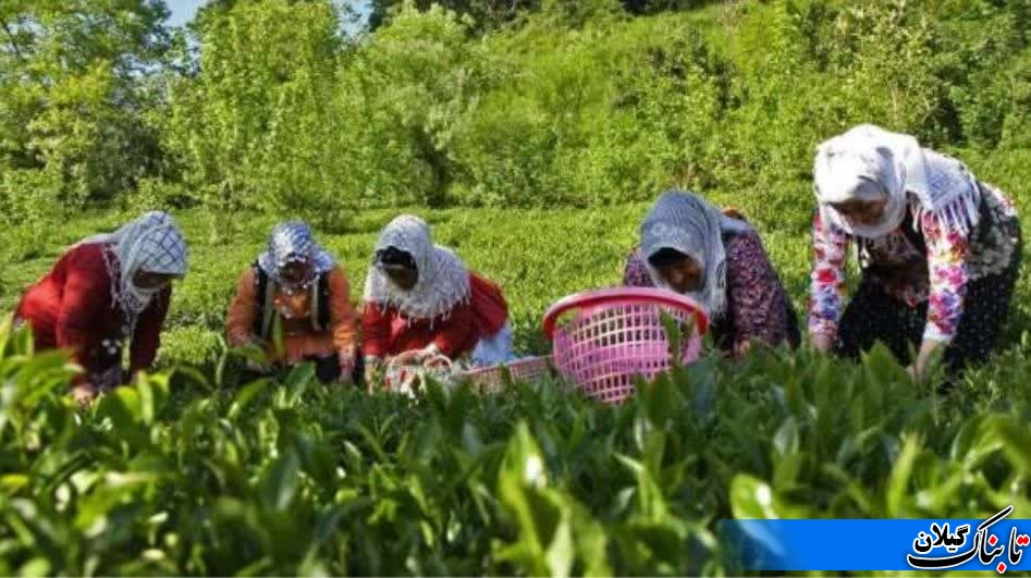 با پیگیری های مکرردکترپرویزمحمدنژاد مطالبات باقی مانده چایکاران حوزه انتخابیه لنگرود پرداخت شد