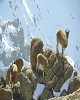 سرشماری زمستانه پستانداران شاخص قدیمی ترین منطقه کردستان انجام شد