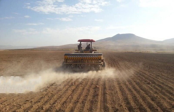 تحقق ۸۴ درصدی برنامه کشت غلات در اراضی زراعی استان قزوین