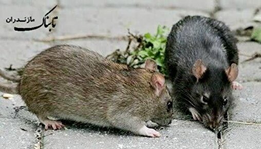 هجوم موش‌ها، معضلی زیست‌محیطی در مازندران/ زنگ خطر بهداشت عمومی به صدا درآمد + فیلم