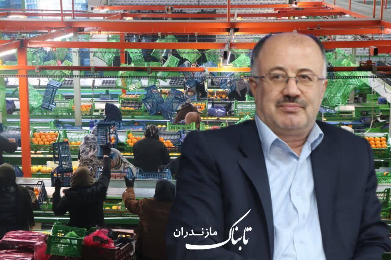 ۱۴۴۹ محموله کیوی، نارنگی و پرتقال از مازندران صادر شد